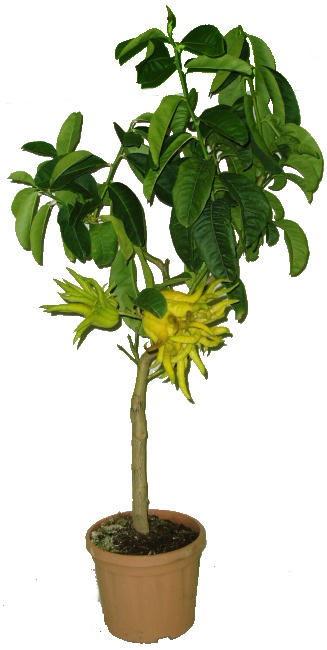 Citrus velký Budhova ruka 2.jakost