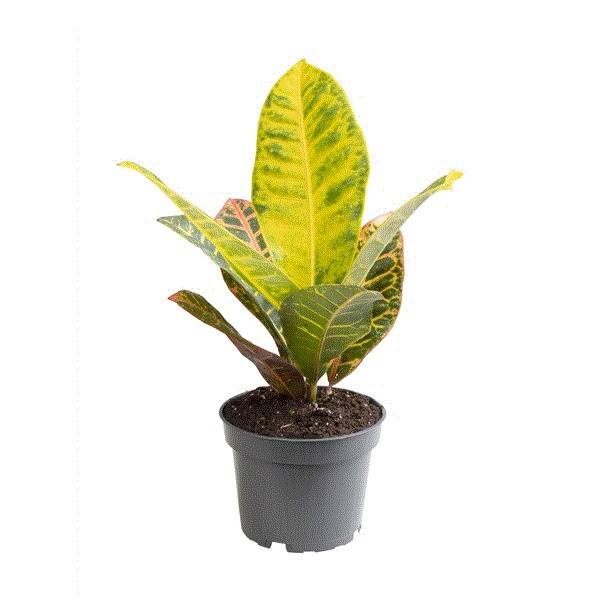 Codiaeum - croton menší