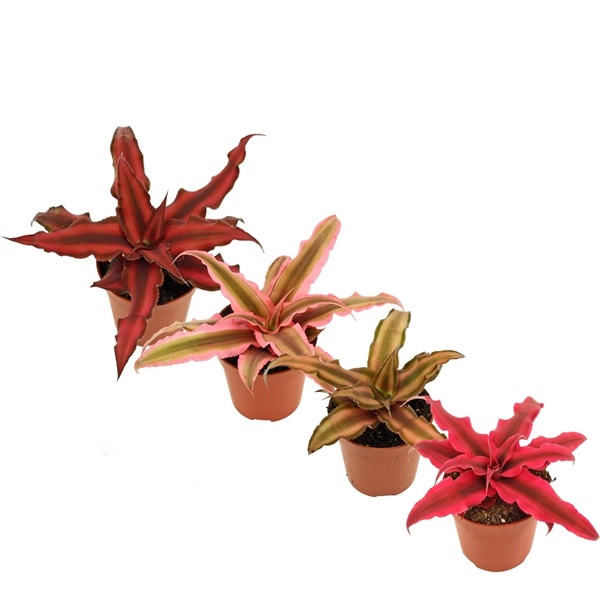 Cryptanthus Mix - Zemní hvězda