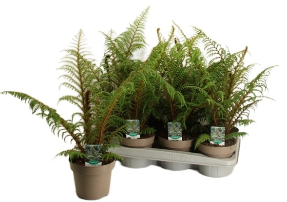 Cyathea Highland Lace - stromová kapradina
