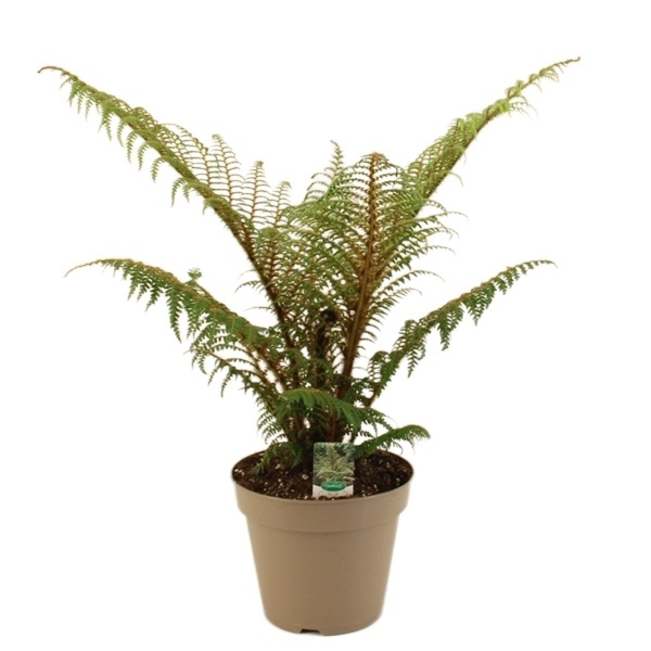 Cyathea Highland Lace velká - stromová kapradina