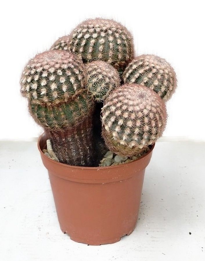 Echinocereus neomexicanus - Echinocereus novomexický č.9