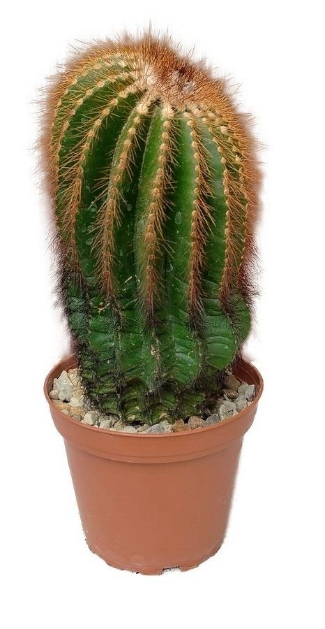 Eriocactus warasii - Parodia warasii č.12