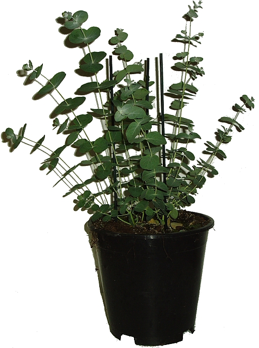 Eukalyptus GUNNI - Eucalyptus Gunnii velký