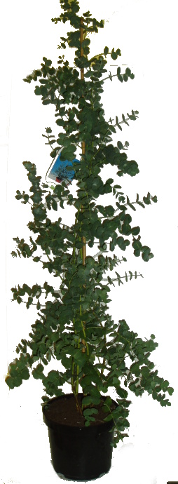 Eukalyptus vysoký 40 cm