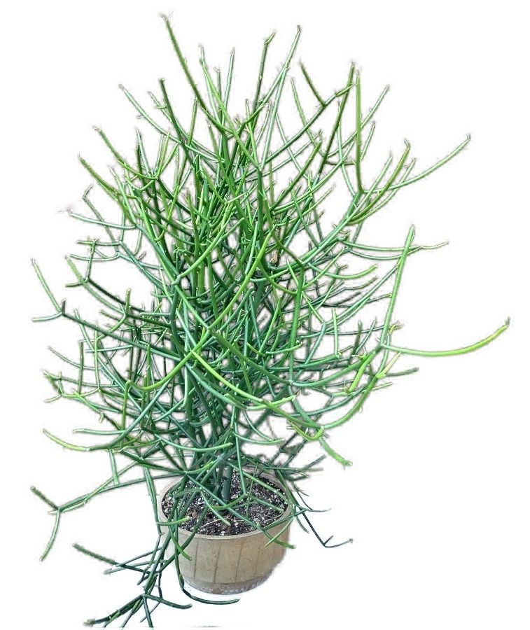 Euphorbia tirucalli - Pryšec prutnatý č.1