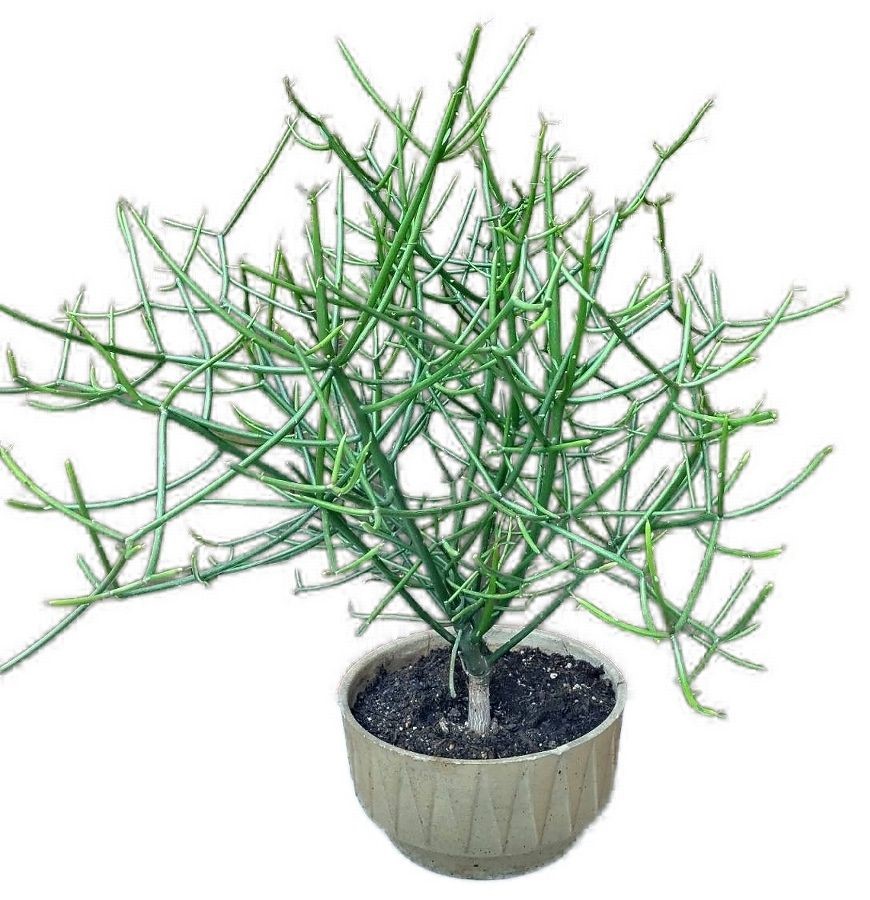 Euphorbia tirucalli - Pryšec prutnatý č.2