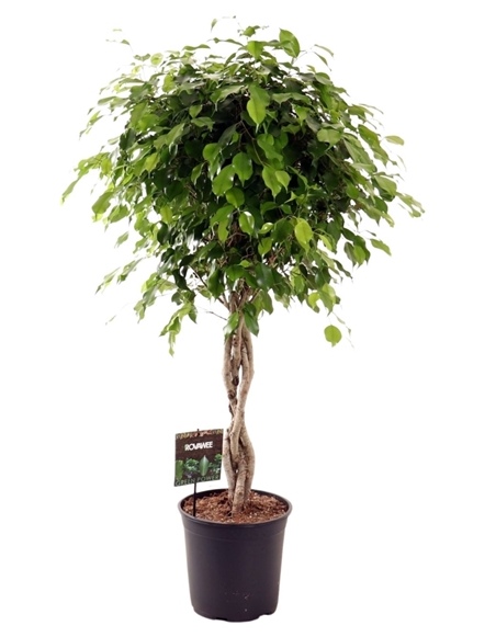 Ficus nitida vlecht velký strom
