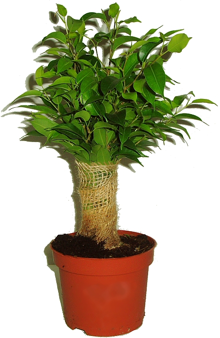 Ficus OLYMPUS DIGITAL CAMERA