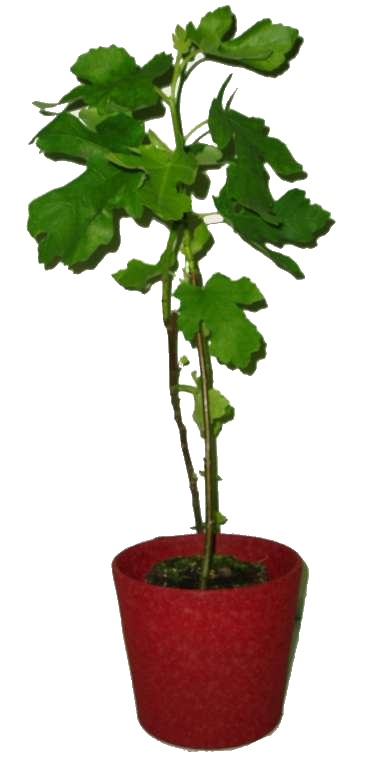 Ficus carica Fíkovník 