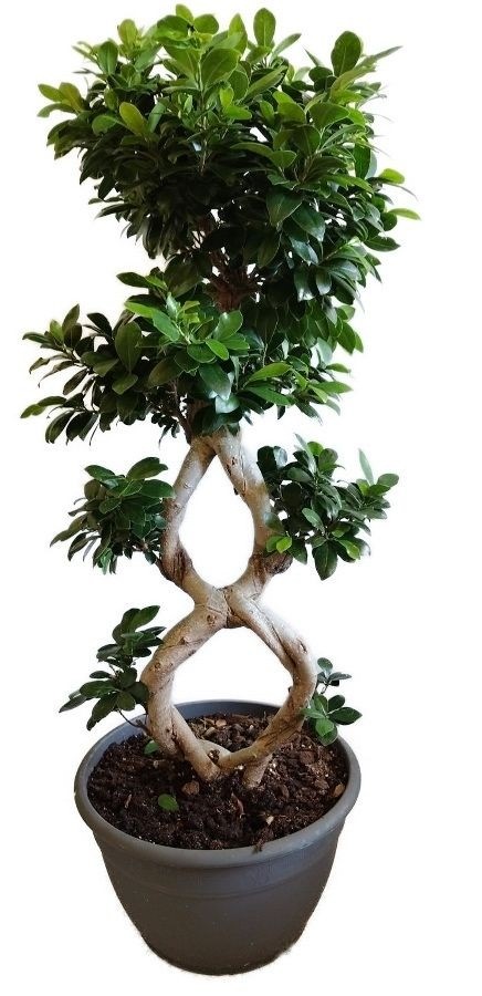 Ficus Ginseng 11