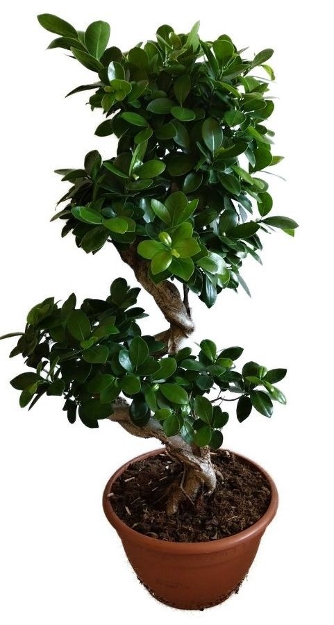 Ficus Ginseng 12