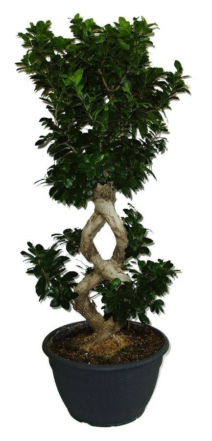 Ficus Ginseng 13