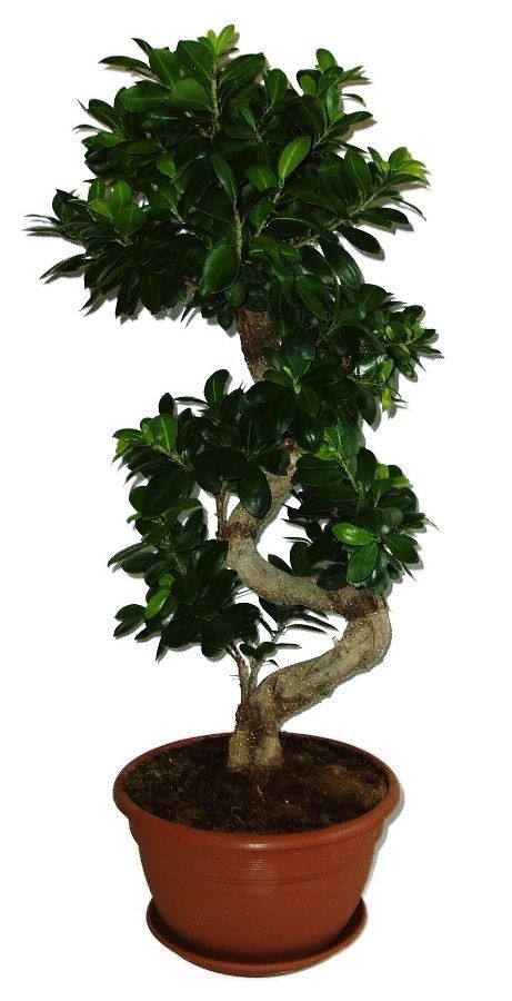 Ficus Ginseng 14