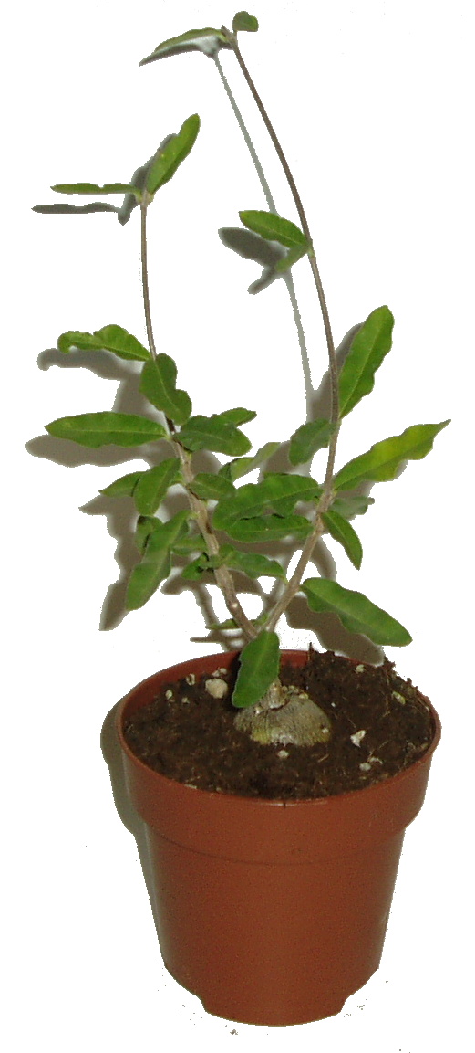 Fockea edulis