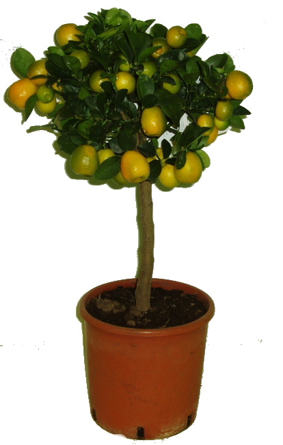 Fortunella Kumquat Osha 2. jakost č.6