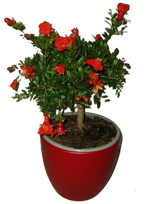 Granátovník Punica granatum jablko keřík 50 cm