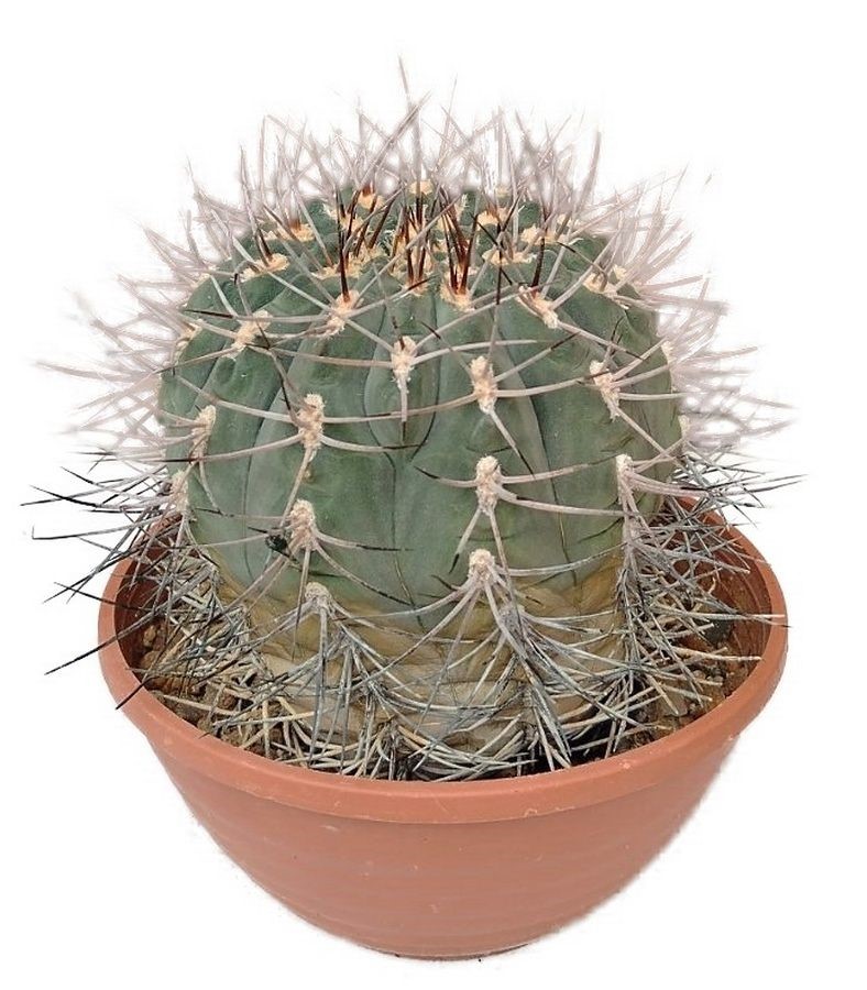 Gymnocalycium nidulans - Gymnokalycium hnízdovité č.13