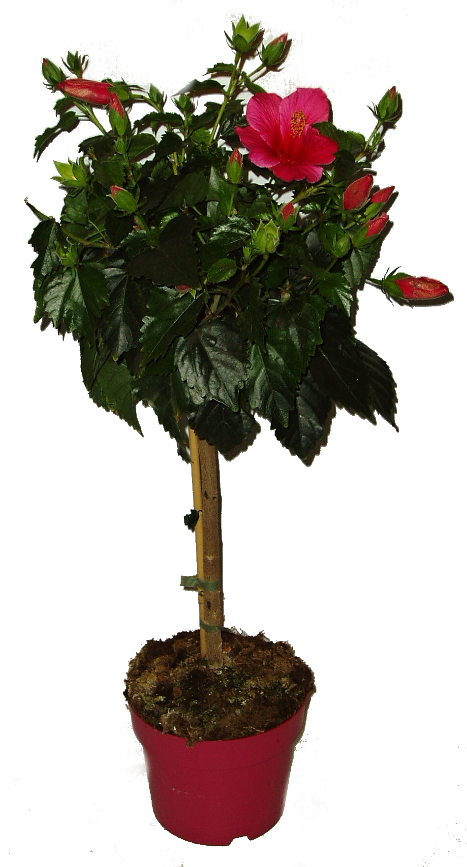 Ibišek - Hibiscus na kmínku 
