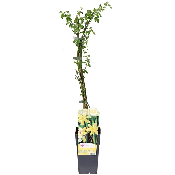Jasmínum nudiflorum - žlutý