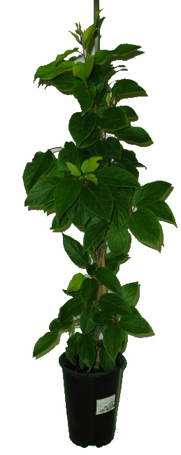 Kiwi - Actinidia Arguta ''Ken´s Red'' netradiční plody