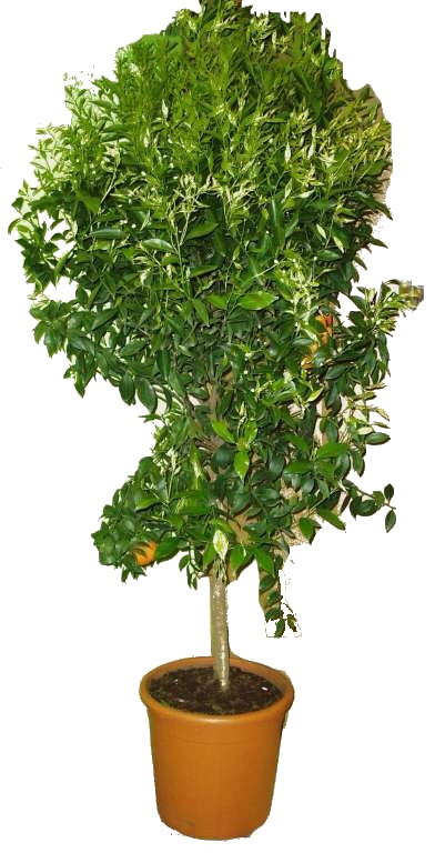 Luxusní strom calamondin AKCE