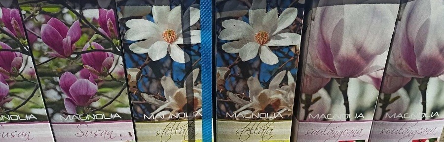 Magnolie Susan bílorůžová