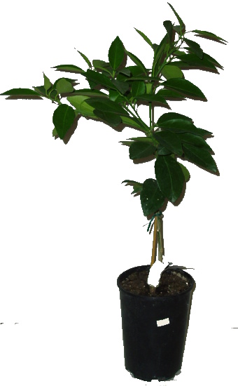Mandarinkovník citrus Calamondin