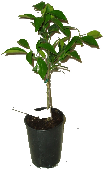 Citrus sinensis TAROCCO x HAMLIN