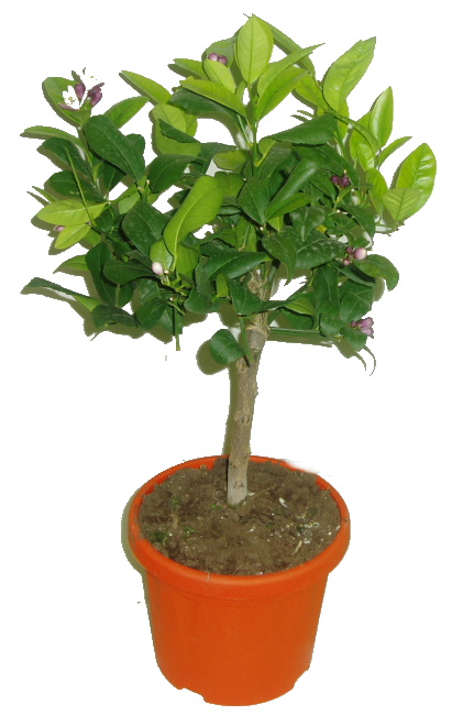 Mandarinkovník Mandarine reticulata