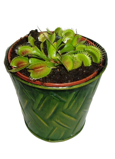 masozrava-rostlina-dionaea-muscipula-mucholapka-podivna