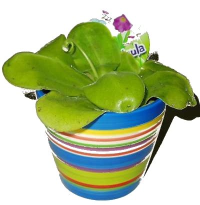 masozrava-rostlina-masozravka-tucnice-pinguicula 