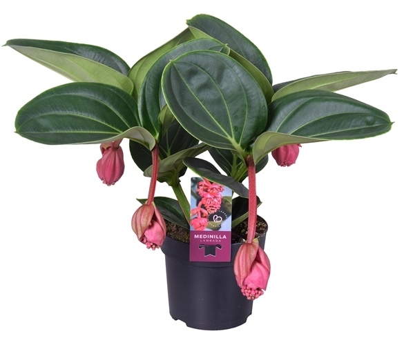 Medinilla Magnifica - Tupoušek pyšný 2.jakost