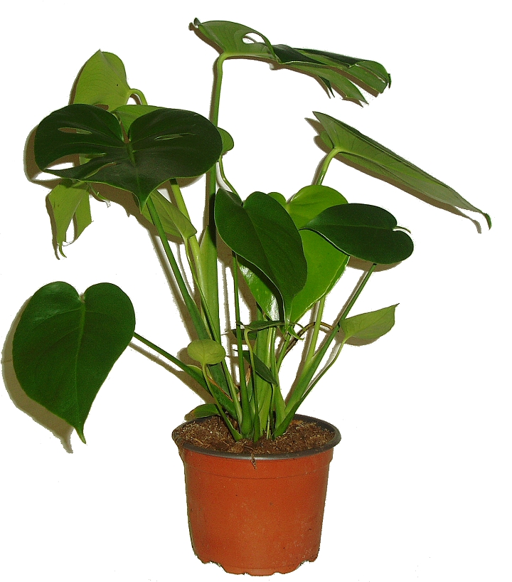 Monstera deliciosa - Philodendrum pertusum