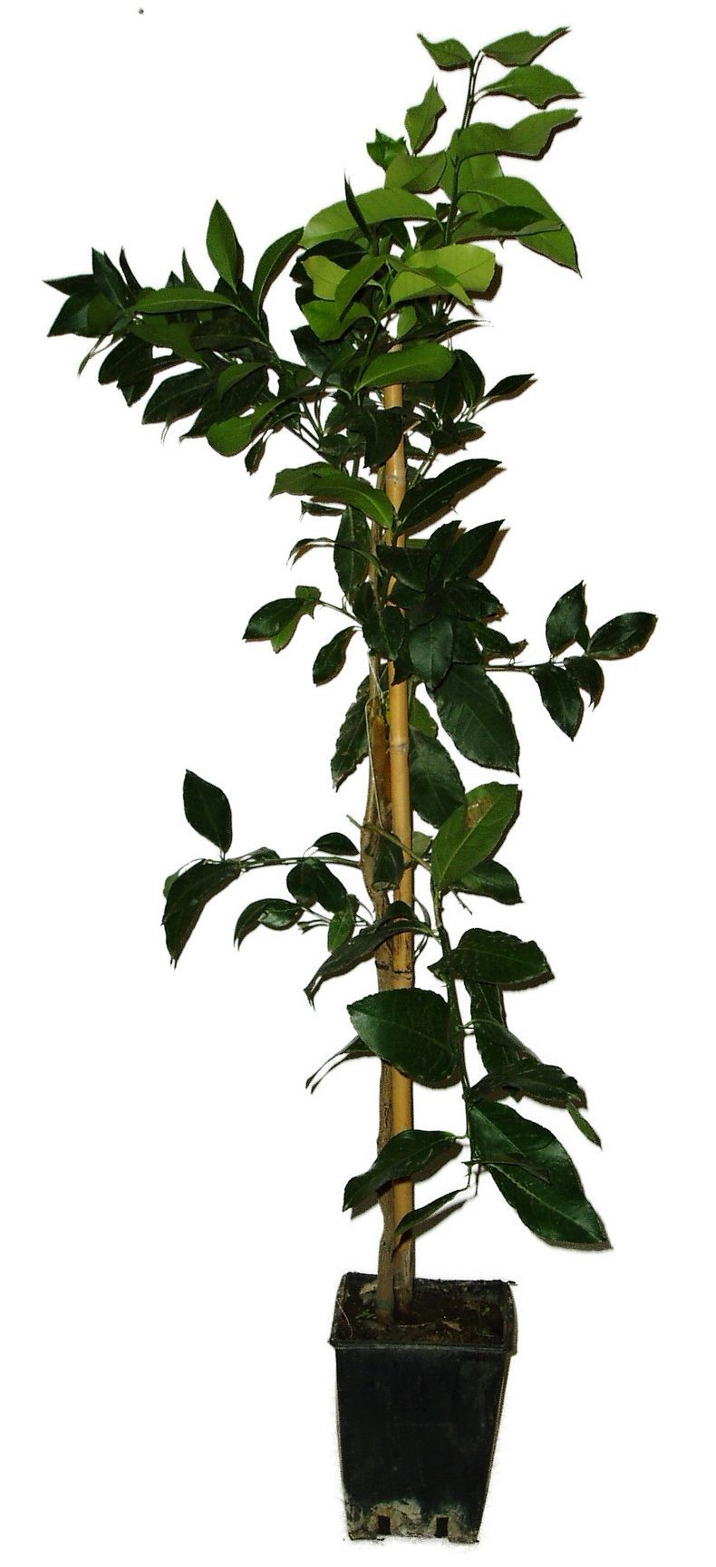 Mrazuvzdorná Mandarinka Clementina Spinoso