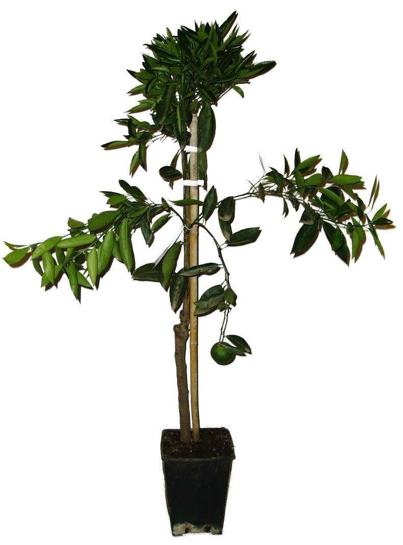 Citrus mrazuvzdorný Mandarinkovník reticulata