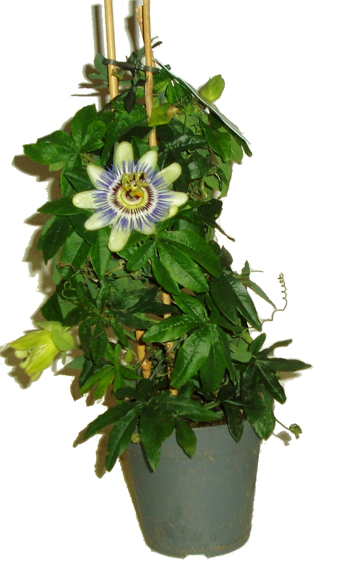 Mučenka - Passiflora Caerulea