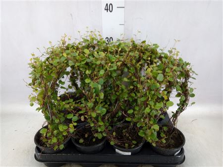 Muehlenbeckia complexa - Vratič