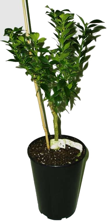 MYRTIFOLIA variegata
