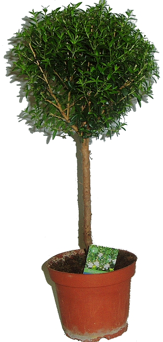 Myrtus communis - Myrta obecná - na kmínku