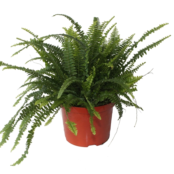 Nephrolepis exal green lady air so pure XXL