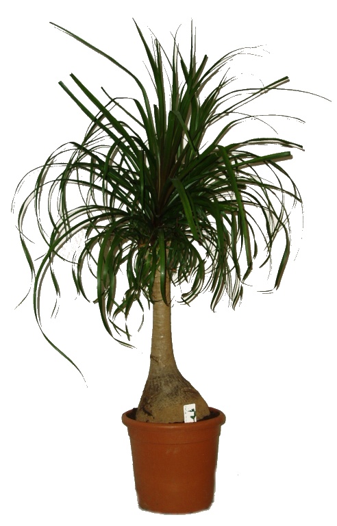 Nolina recurvata sloní noha 105 cm