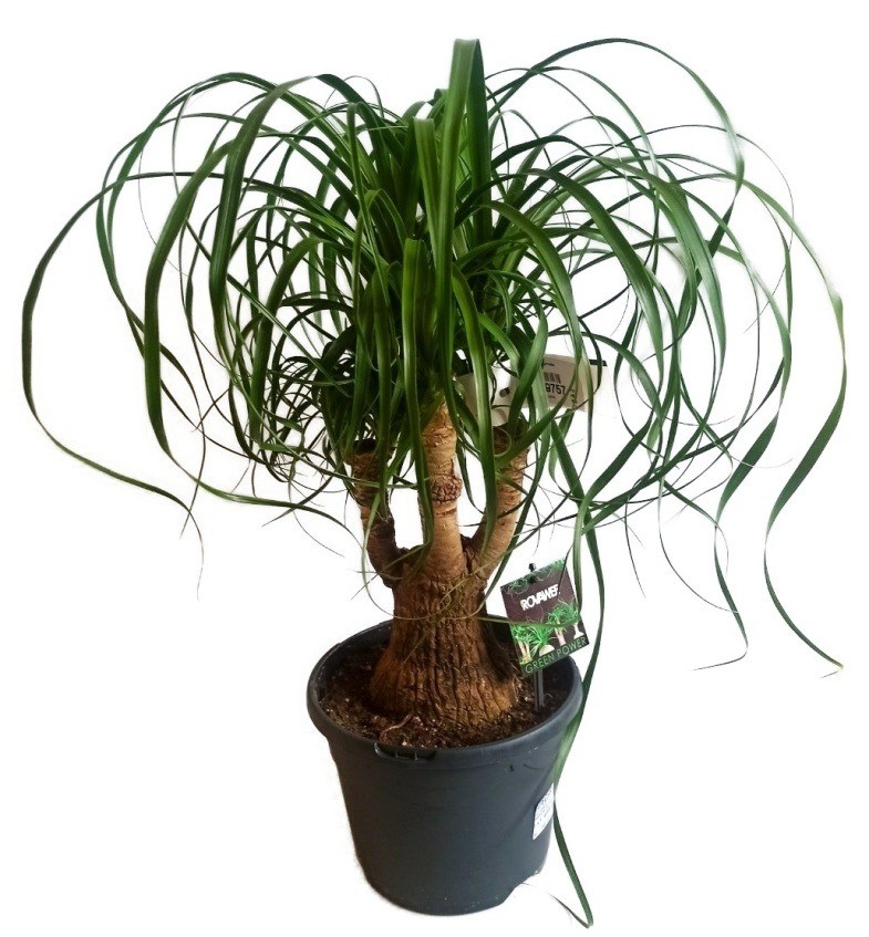 Nolina - sloní noha 60 cm