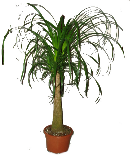 Nolina - sloní noha 60 cm