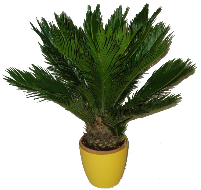 Palma - Cycas revoluta střední 
