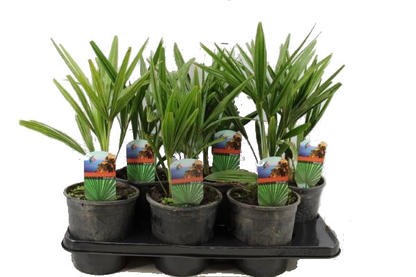 Palma Trachycarpus Fortunei mrazuvzdorná