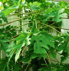 Papája - Papaya carica velká rostlina - nezasíláme - pouze na prodejně