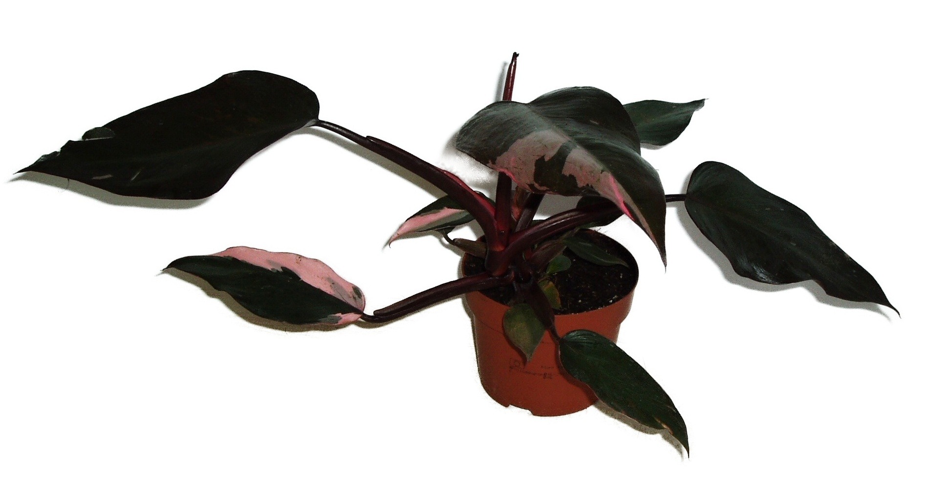 Philodendron Pink Princess