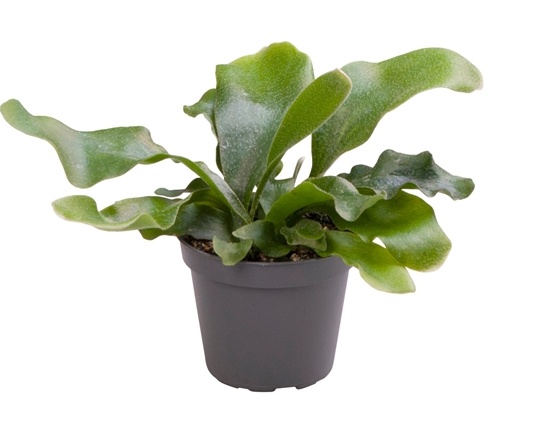 Platycerium bifurcatum - parožnatka