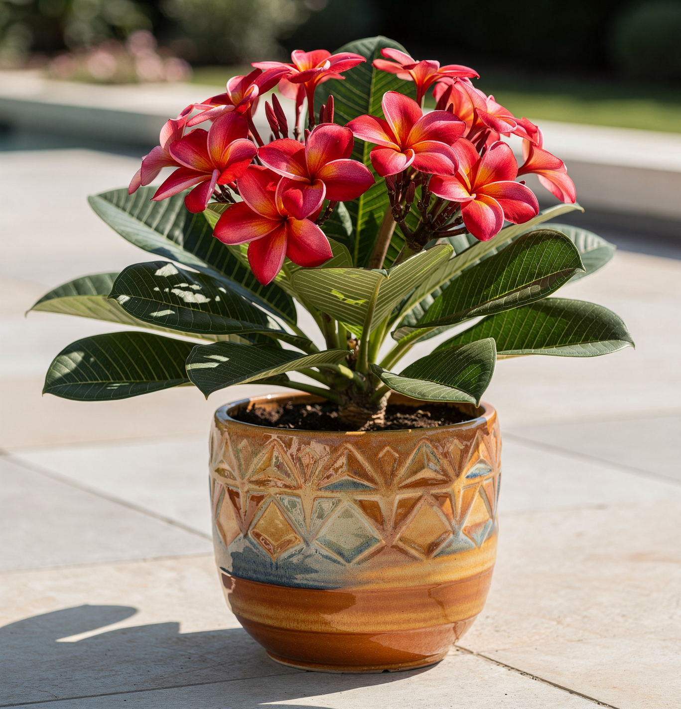 Plumeria rubra – Plumérie červená– havajská 